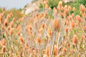 Dipsacus fullonum in summer photo