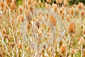 Dipsacus fullonum in summer