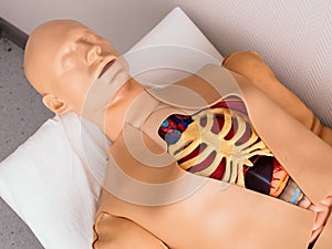 Cardiopulmonary resuscitation simulator