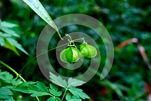 Cardiospermum halicacabum (Balloon vine, Balloonvine Heart seed Heart pea, Love in a puff, Smooth leaved heart Pea)