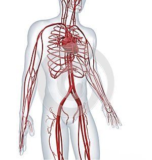 Cardiovascular circulatory