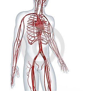 Cardiovascular circulatory photo