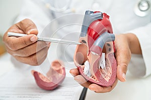 Cardiovascular disease CVD, Asian doctor holding human anatomy model for learn and treat heart disease