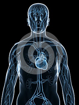 Cardiovascular system