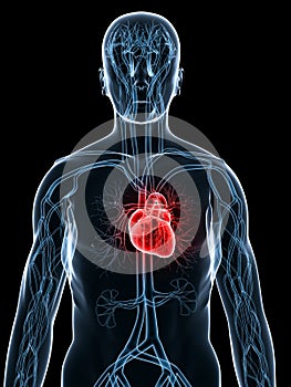 Cardiovascular system photo