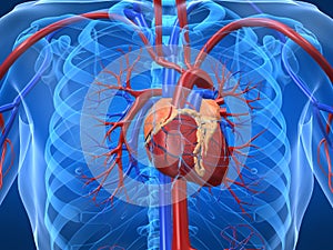 Cardiovascular system photo