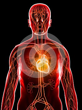 Cardiovascular system photo