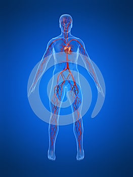 Cardiovascular system photo