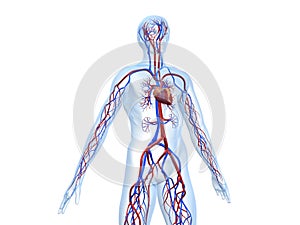 Cardiovascular system photo