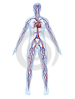 Cardiovascular system photo