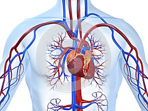 Cardiovascular system photo