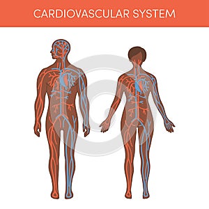Cardiovascular system photo
