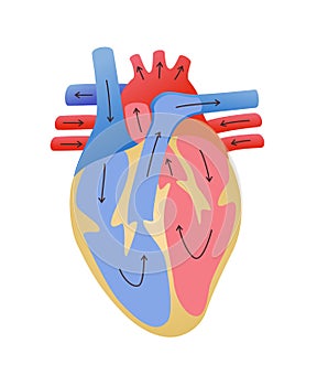 cardiovascular system pathway of blood flow in the heart white isolated background flat style