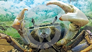 Cardisoma armatum - Rainbow Crab acting aggressively with his claws raised photo