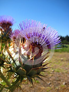 Cardo Flowers in limari valley