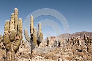 Cardon Cactus - Argentina