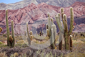 Cardon cactus, Argentina photo