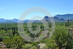 Cardon Cactus, Baja California del Sur, Mexico photo