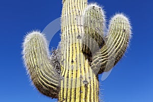 Cardon-Cactus cacti near Amaicha del Valle, Tucuman, Argentina