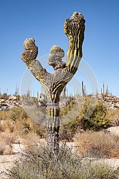 Cardon cactus with fan-shaped monstrose growth deformations in Baja California, Mexico