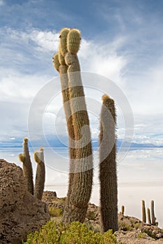 Cardon cactus at Isla de Pescado photo