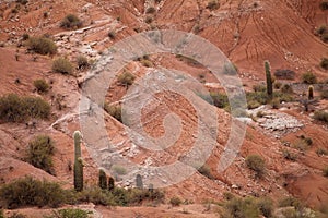 Cardon cactus and landscape at the Los Cardones National Park, Argentina photo