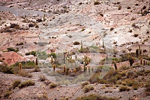 Cardon cactus at the Los Cardones National Park, Argentina