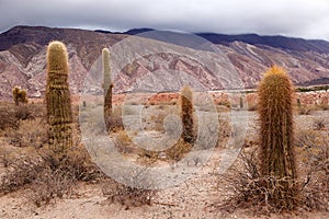 Cardon cactus at the Los Cardones National Park, Argentina photo