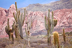 Cardon cactus at the Los Cardones National Park, Argentina photo