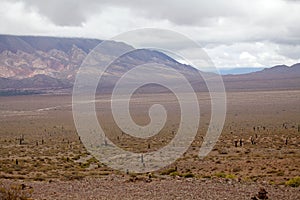 Cardon cactus at the Los Cardones National Park, Argentina photo