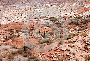 Cardon cactus at the Los Cardones National Park, Argentina photo