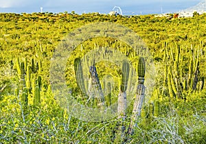 Cardon Cactus Sonoran Desert  Baja Los Cabos Mexico photo