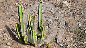 The Cardon (Euphorbia canariensis) plant symbol of Gran Canaria