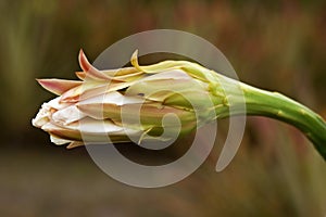 Cardon flower (Stenocereus fimbriatus)