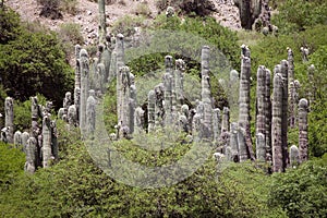 Cardones cactus in the Quebrada de Humahuaca, Argentina