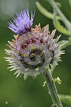 Cardoon Artichoke