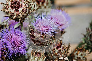 Cardoon or artichoke thistle. Violet cardone for design fashion bouquet in flower shop photo