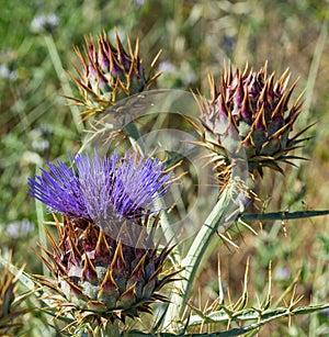 Cardoon. Beautiful flower of purple canarian thistle with bees on it close-up. Flowering thistle or milk thistle. Cynara photo