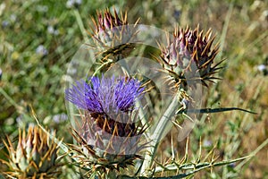 Cardoon. Beautiful flower of purple canarian thistle with bees on it close-up. Flowering thistle or milk thistle. Cynara photo