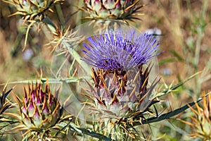 Cardoon. Beautiful flower of purple canarian thistle with bees on it close-up. Flowering thistle or milk thistle. Cynara photo