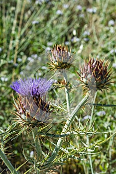 Cardoon. Beautiful flower of purple canarian thistle close-up. Flowering thistle or milk thistle. Cynara cardunculus, alcachofa photo