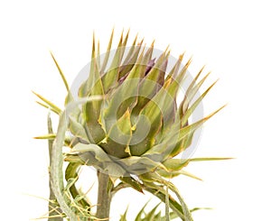 Cardoon, Cynara cardunculus