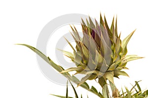 Cardoon, Cynara cardunculus