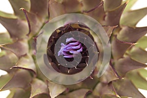 Cardoon, Cynara cardunculus