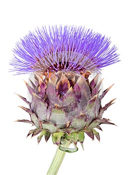 Cardoon , Cynara cardunculus, aka artichoke thistle, cardone, ca photo