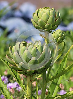 The cardoon, Cynara cardunculus, also called the artichoke thistle,