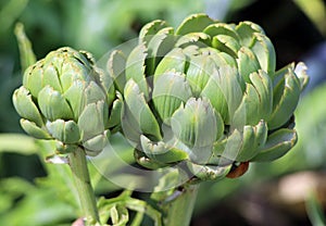 The cardoon, Cynara cardunculus, also called the artichoke thistle,