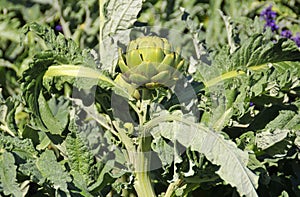 The cardoon, Cynara cardunculus, also called the artichoke thistle,