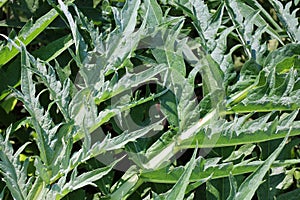 The cardoon, Cynara cardunculus, also called the artichoke thistle,