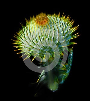 The cardoon, Cynara cardunculus, also called the artichoke thistle